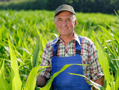 Older farmer stands in cornfield